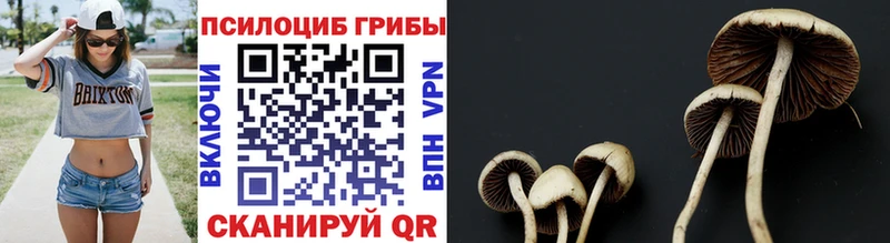 Купить закладки  Анива  Псилоцибиновые грибы Psilocybine cubensis 